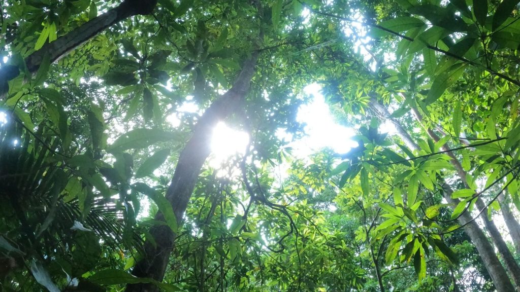 Rainforest ultra