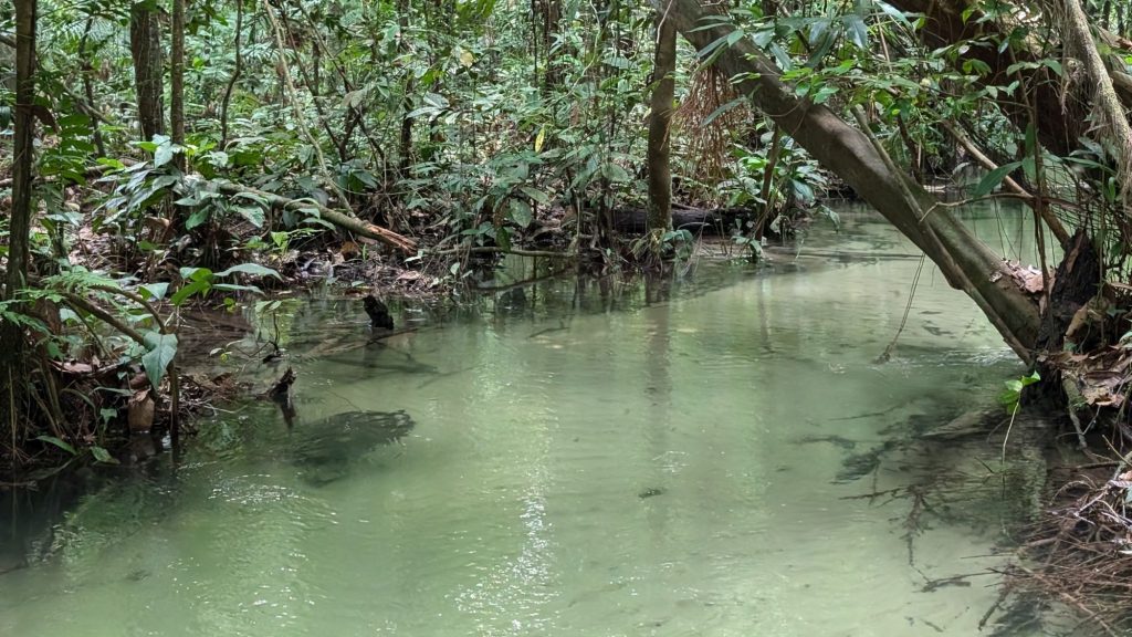 Rainforest ultra 2