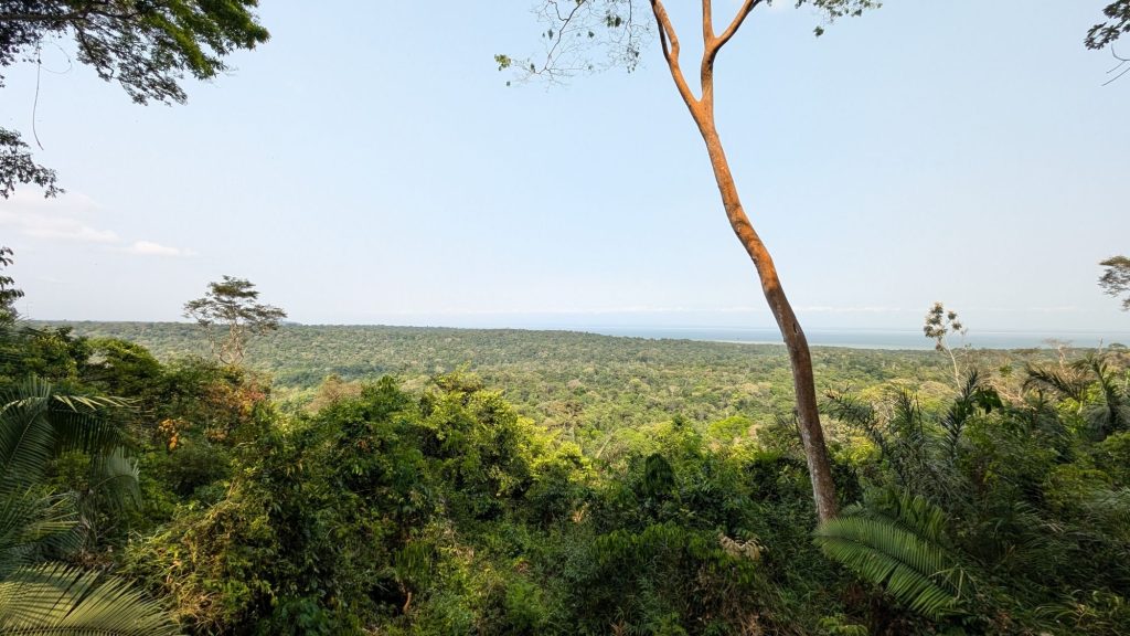 Rainforest ultra 4
